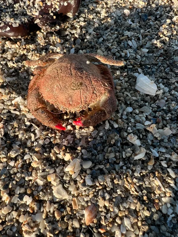 Large Sponge-Carrying Crab (Dromia erythropus)