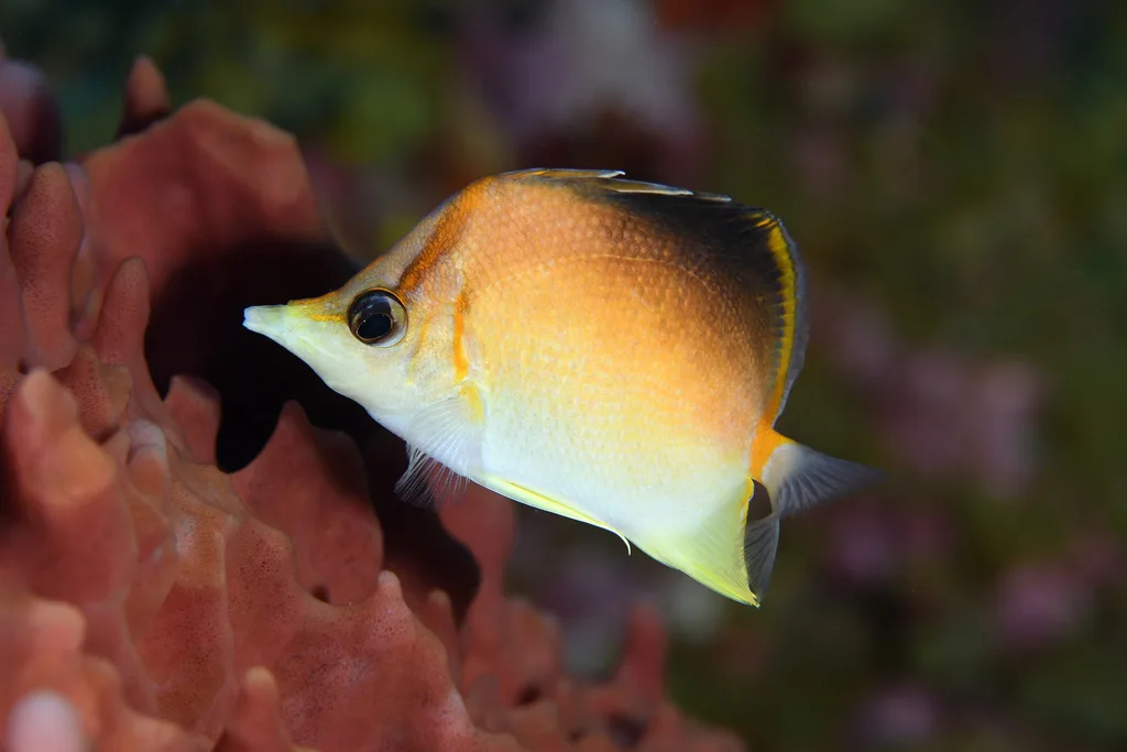 Longsnout Butterflyfish (Prognathodes aculeatus)