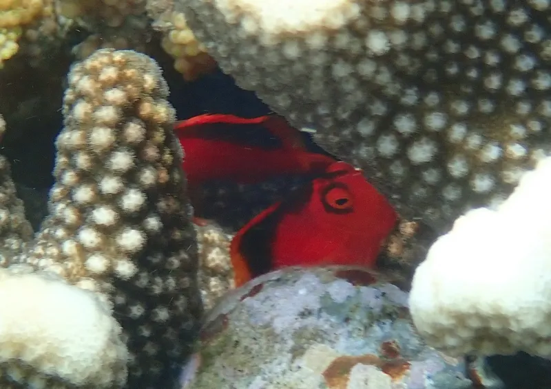 Brilliant Red Hawkfish (Neocirrhites armatus)