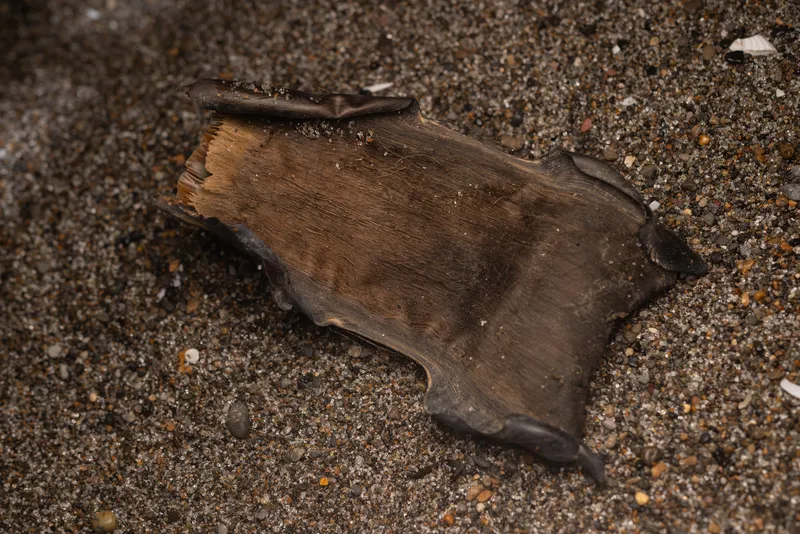 Mottled Skate (Beringraja pulchra)