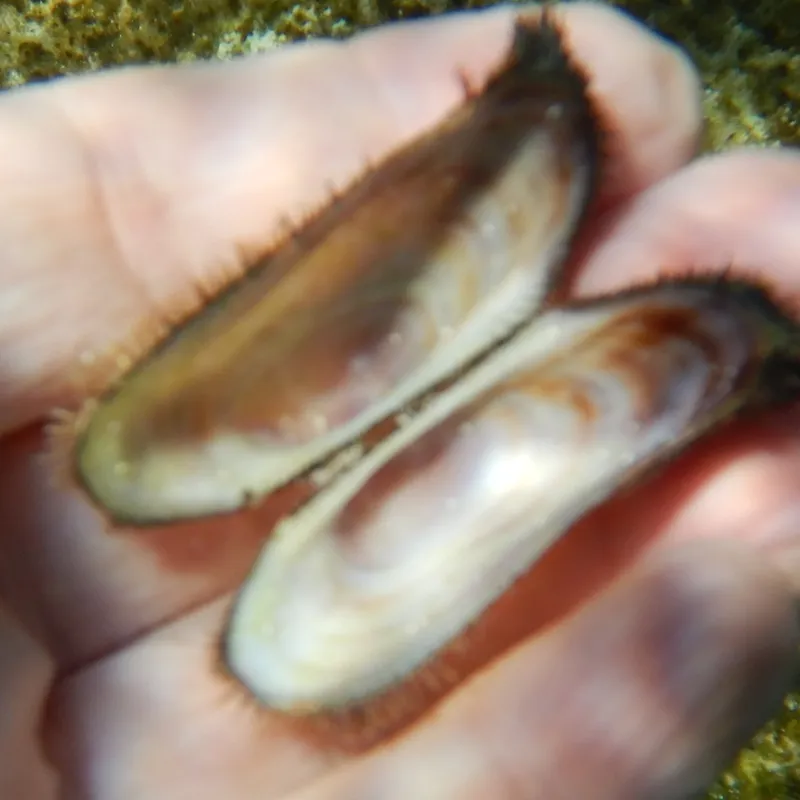 Bearded Ark (Barbatia barbata)