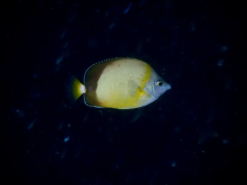 Japanese Butterflyfish (Chaetodon nippon)