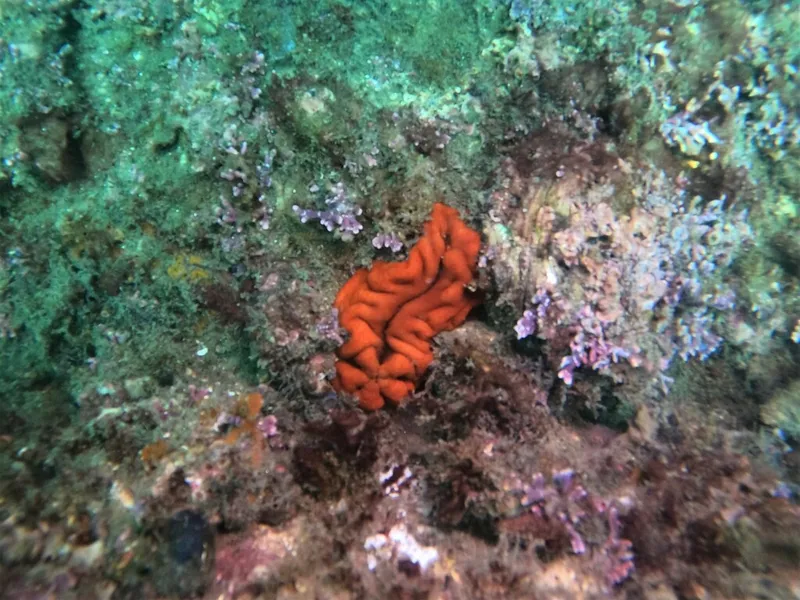 Flame Sea Cucumber (Cucumaria flamma)