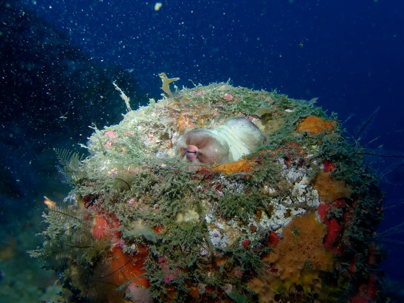 Big Blue Octopus (Octopus cyanea)