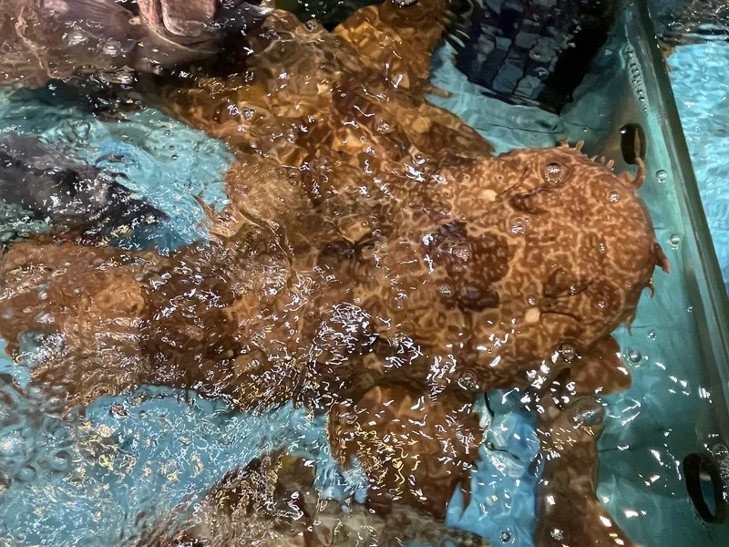 Bearded Shark (Orectolobus japonicus)