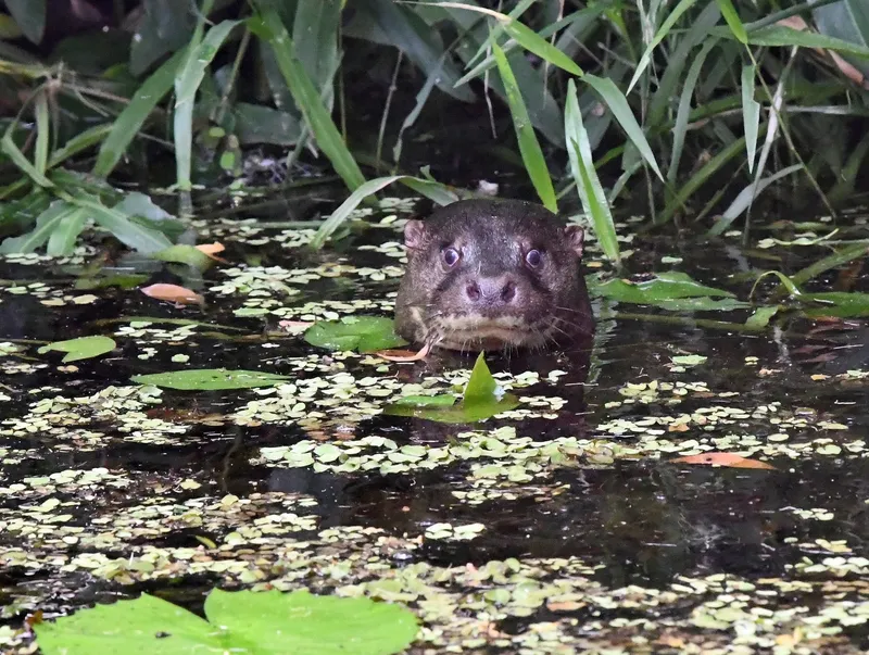 Hairy-Nosed Otter (Lutra sumatrana)