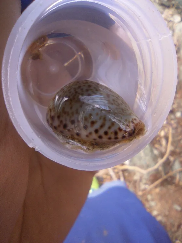 Thrush Cowrie (Naria turdus)