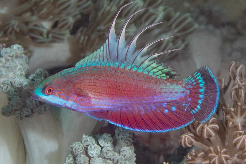 Spot-Lined Flasher (Paracheilinus lineopunctatus)
