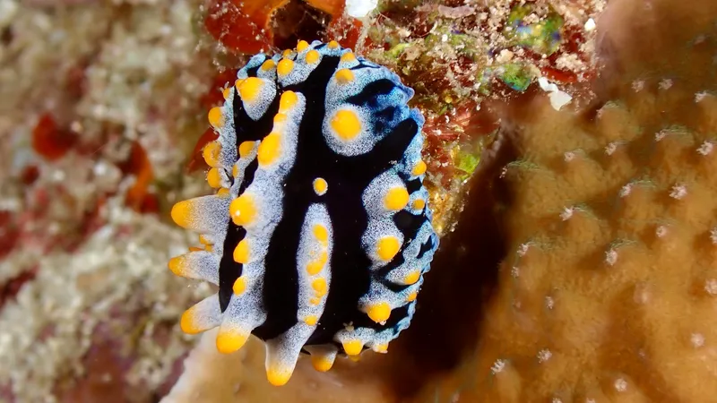 Variable Wart Slug (Phyllidia varicosa)