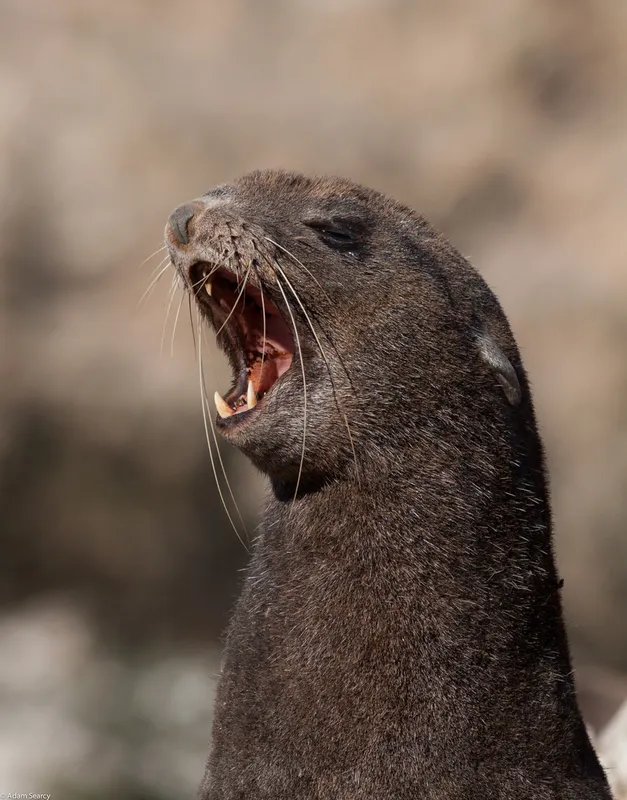 Northern Fur Seal (Callorhinus ursinus)