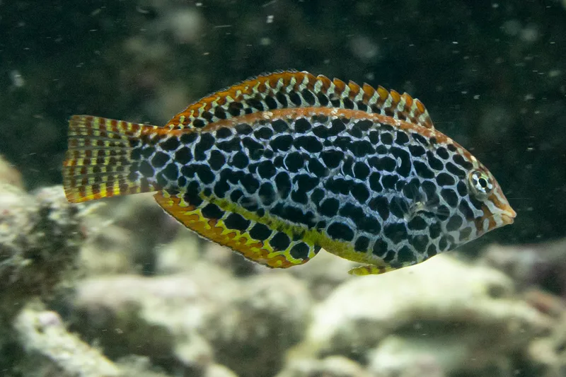 Blackspotted Wrasse (Macropharyngodon meleagris)