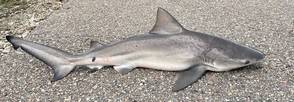 Bull Shark (Carcharhinus leucas)