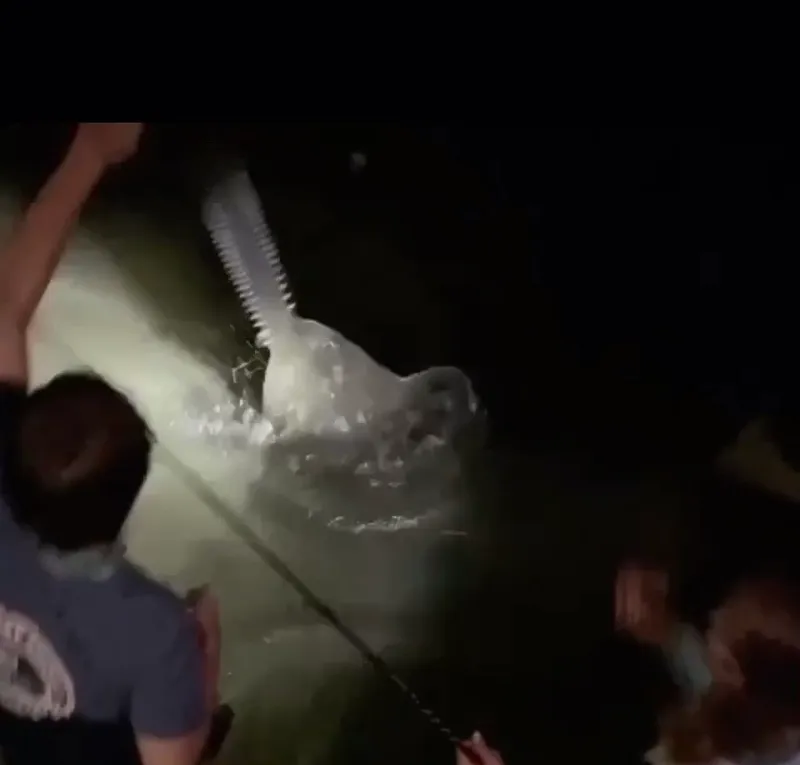 Common Sawfish (Pristis pristis)