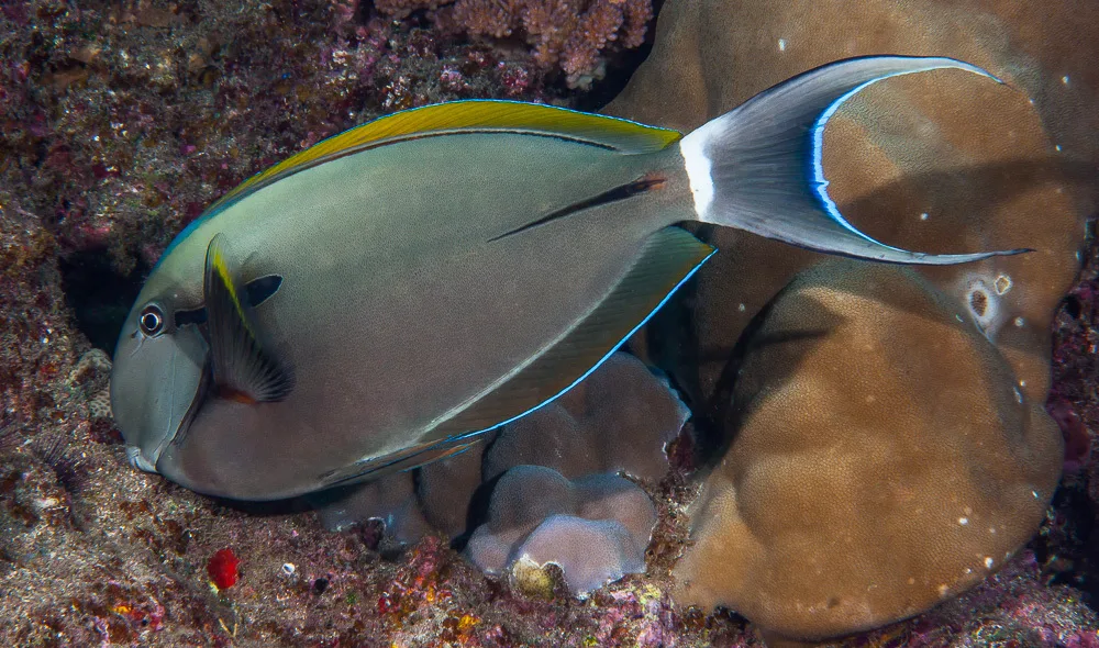 Epaulette Surgeonfish (Acanthurus nigricauda)