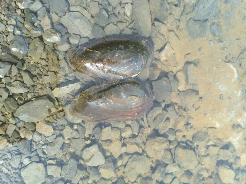 Thick Shelled River Mussel (Unio crassus)