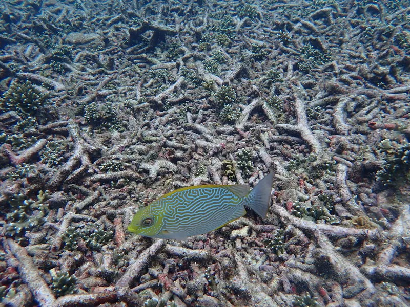 Maze Rabbitfish (Siganus vermiculatus)