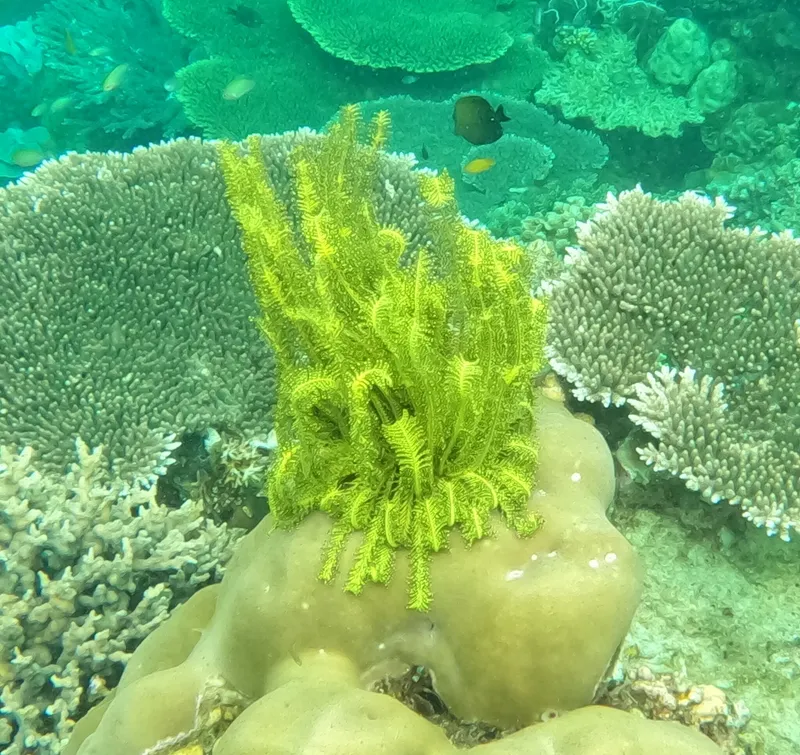 Schlegel's Feather Star (Comaster schlegelii)