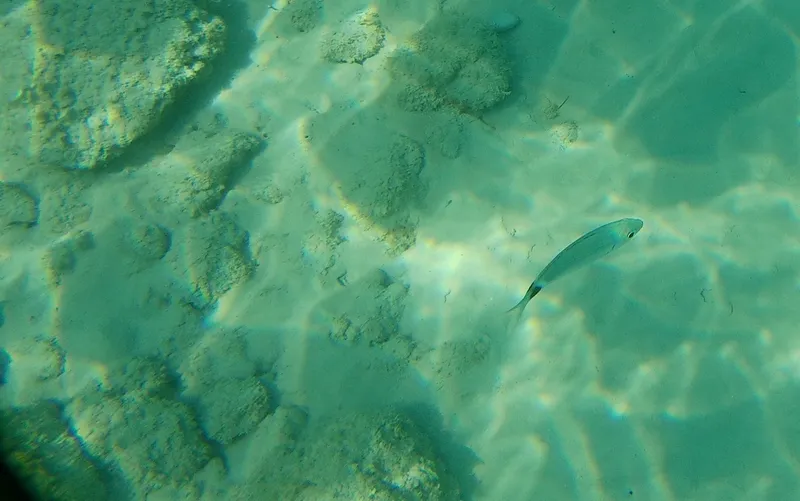 Saddled Seabream (Oblada melanurus)