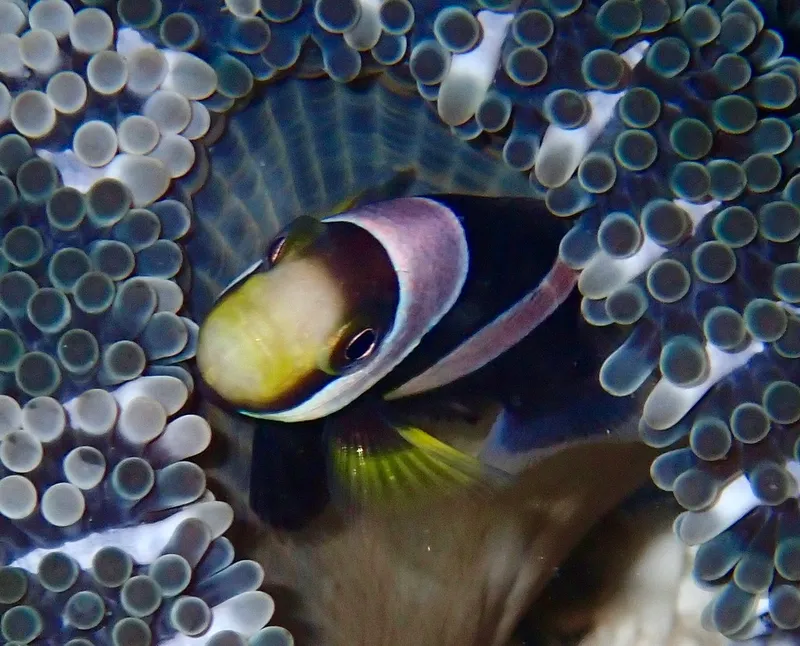 Clownfish (Amphiprion polymnus)