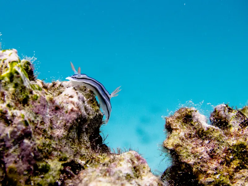 Pyjama Rainbow Dorid (Chromodoris lochi)