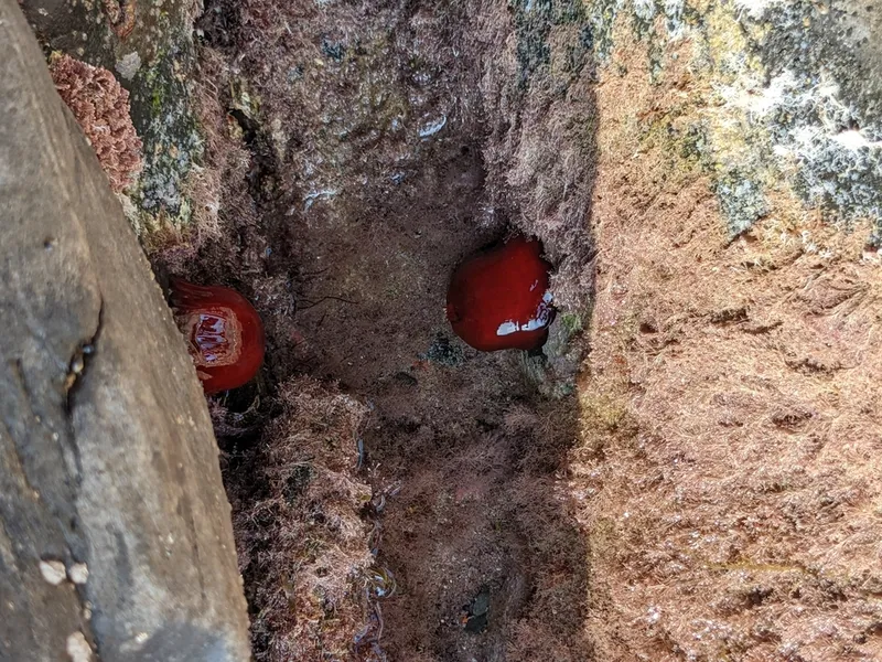 Beadlet Anemone (Actinia equina)