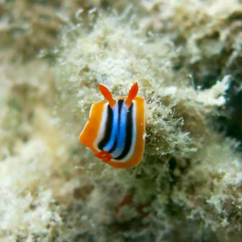 Striped Pyjama Nudibranch (Chromodoris quadricolor)