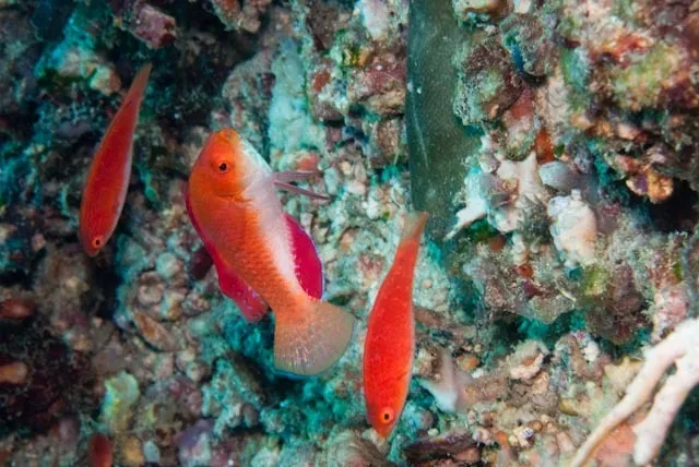 Red-Finned Fairy-Wrasse (Cirrhilabrus rubripinnis)