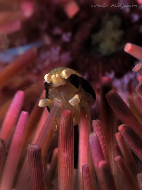 Squat Urchin Shrimp (Gnathophylloides mineri)