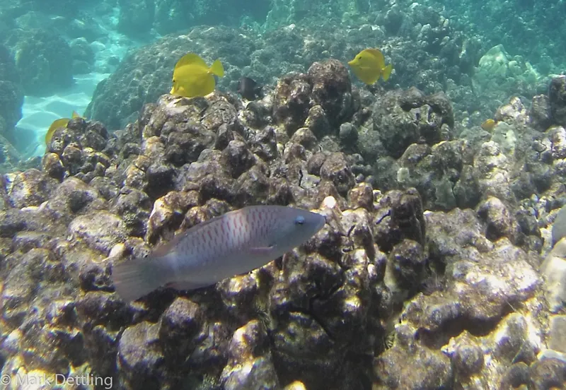 Ringtail Maori Wrasse (Oxycheilinus unifasciatus)