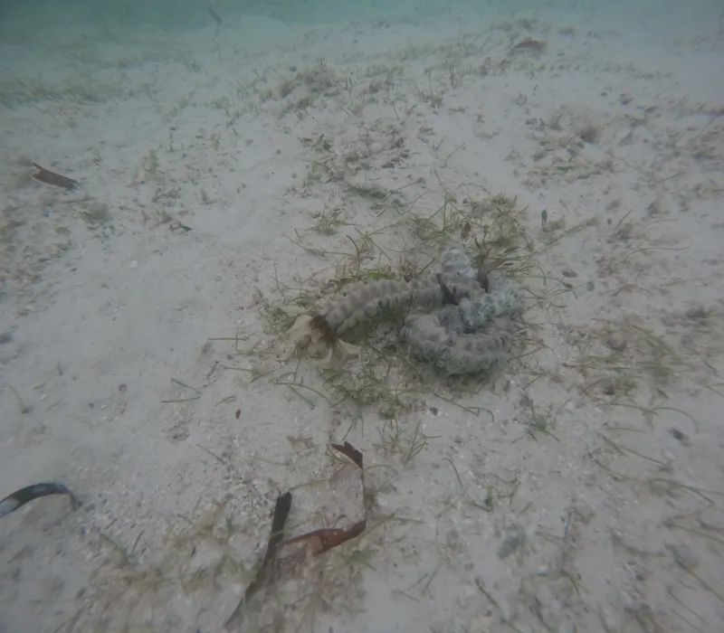 Snake Sea Cucumber (Synapta maculata)
