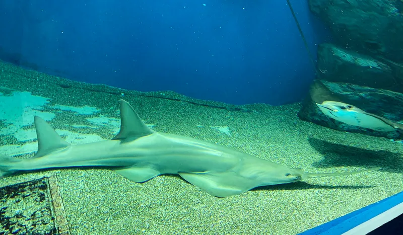Dwarf Sawfish (Pristis clavata)