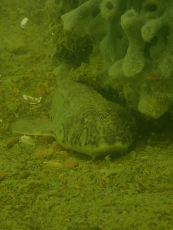 Catshark (Chiloscyllium indicum)