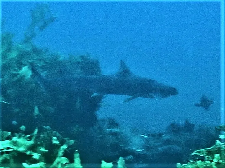 Blacktip Hound Shark (Hypogaleus hyugaensis)