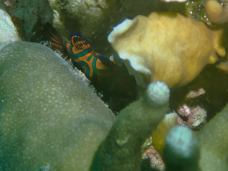Green Mandarin (Synchiropus splendidus)