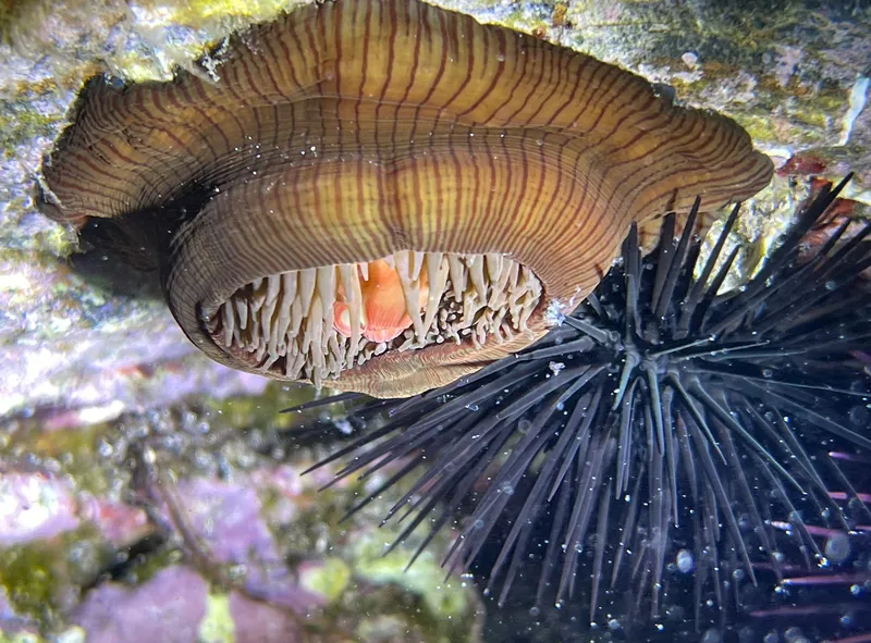 Actinia striata