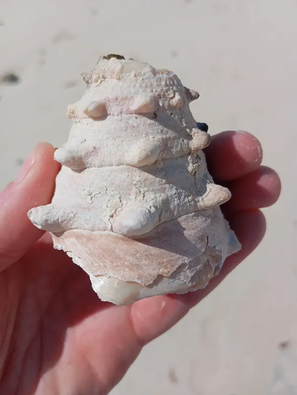 Toothed Top Shell (Tectus dentatus)