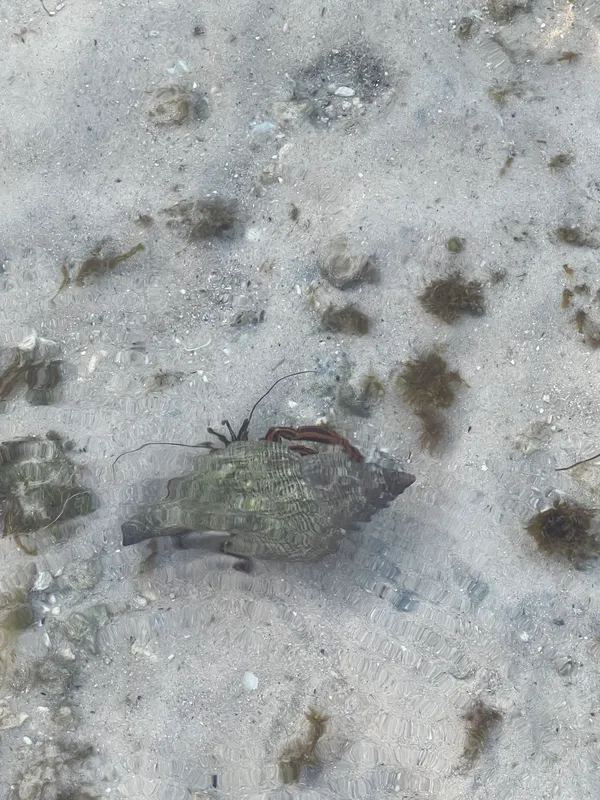 Widestripe Hermit (Clibanarius sclopetarius)