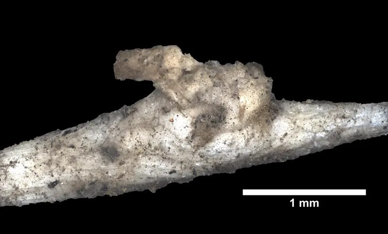 Iridogorgia pourtalesii