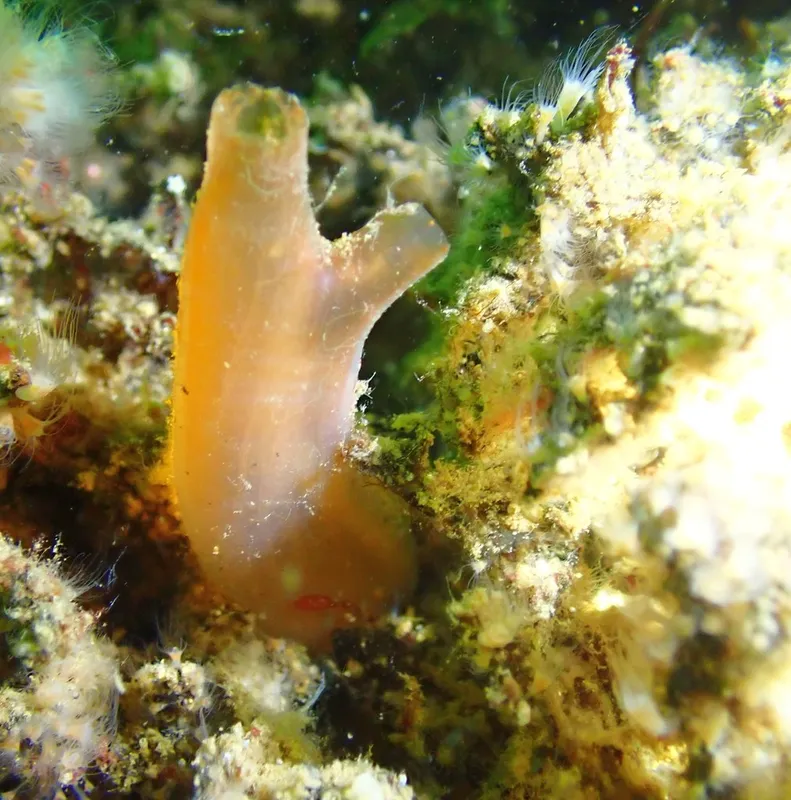 Sea Vase (Ciona intestinalis)