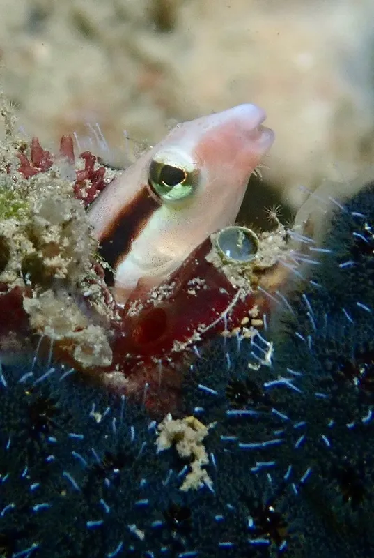 Lance Blenny (Aspidontus dussumieri)