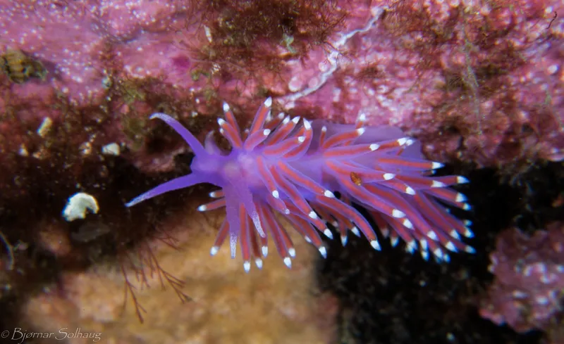 Pink Coryphella (Edmundsella pedata)