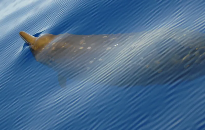 Blainville's Beaked Whale (Mesoplodon densirostris)