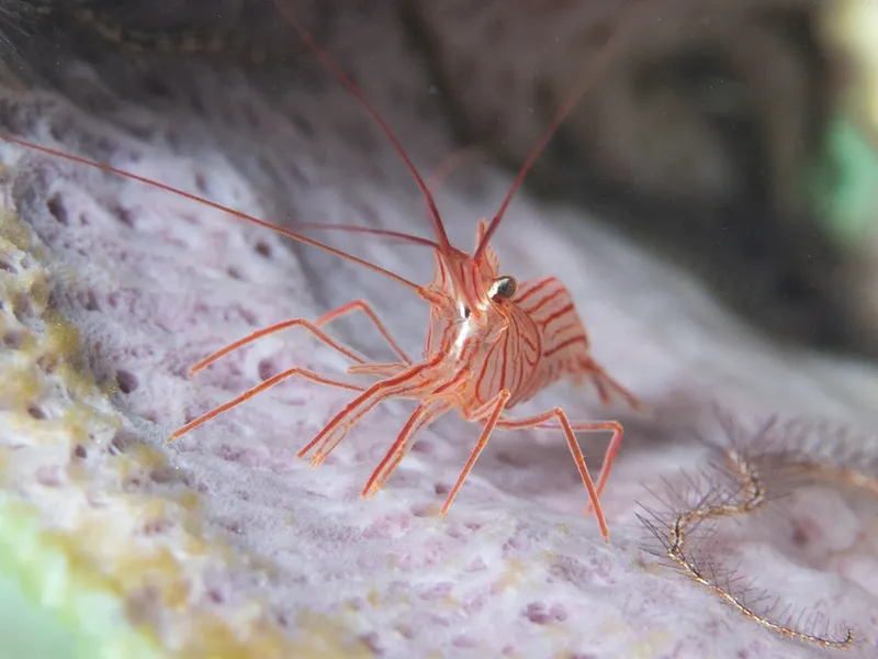 Sponge Peppermint Shrimp (Lysmata pederseni)