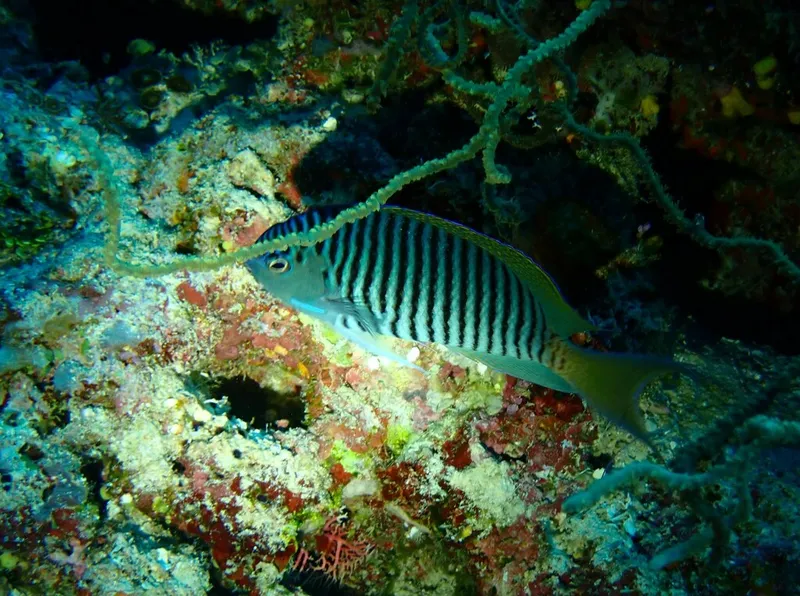 Black-Spot Angelfish (Genicanthus melanospilos)