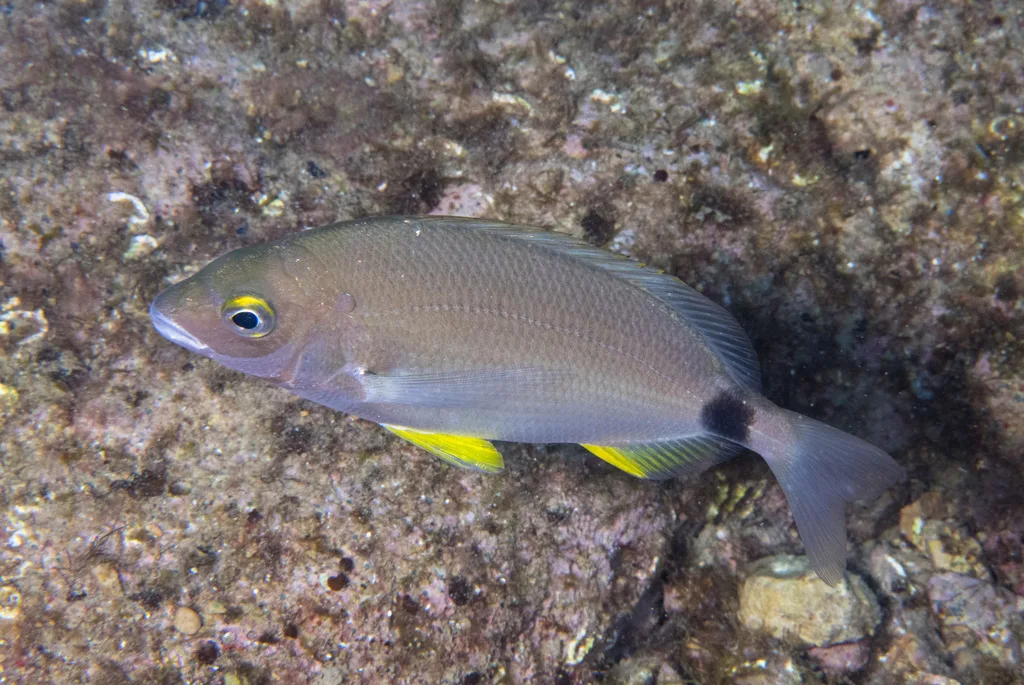 Annular Sea Bream (Diplodus annularis)