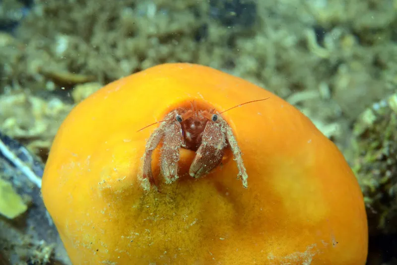 Paguristes eremita