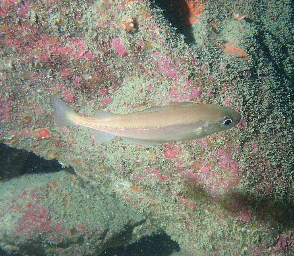 Cepelan (Trisopterus minutus)