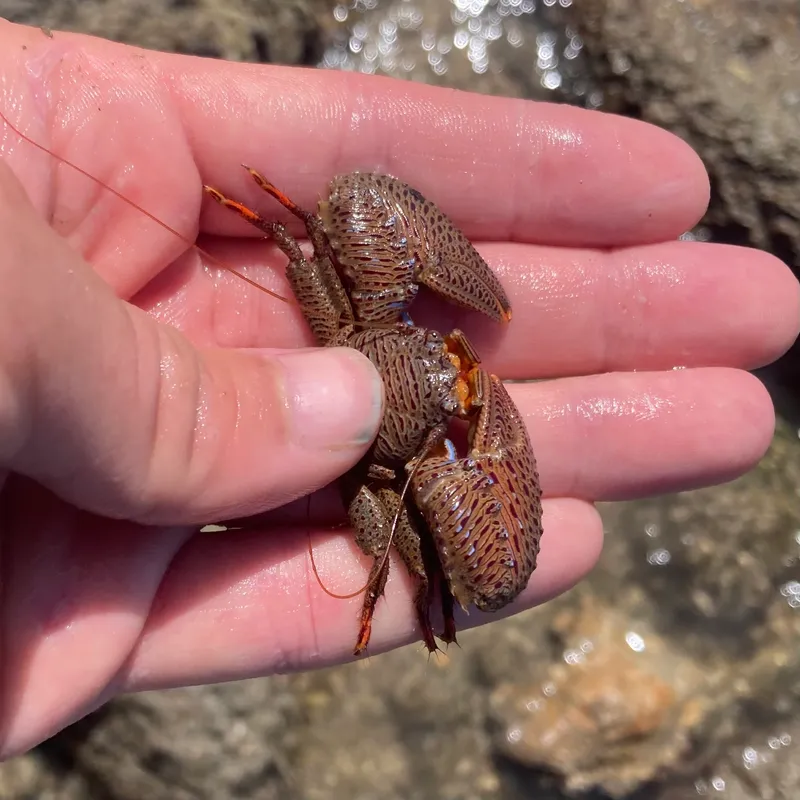 Banded Porcelain Crab (Petrolisthes galathinus)