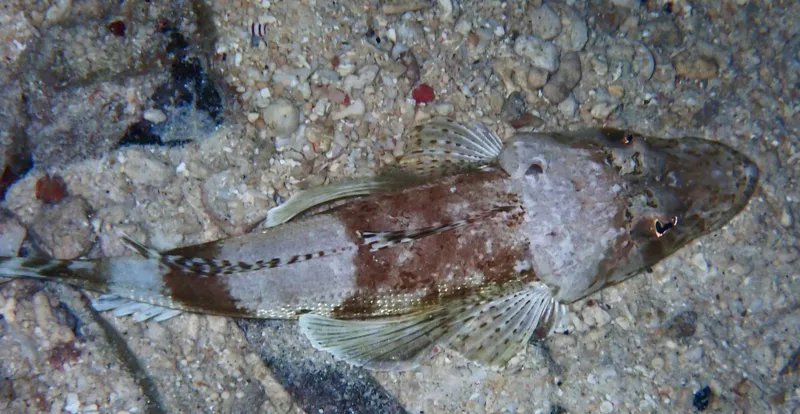 Spiny Flathead (Onigocia spinosa)