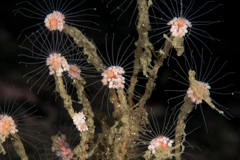 Oaten Pipe (Tubularia indivisa)